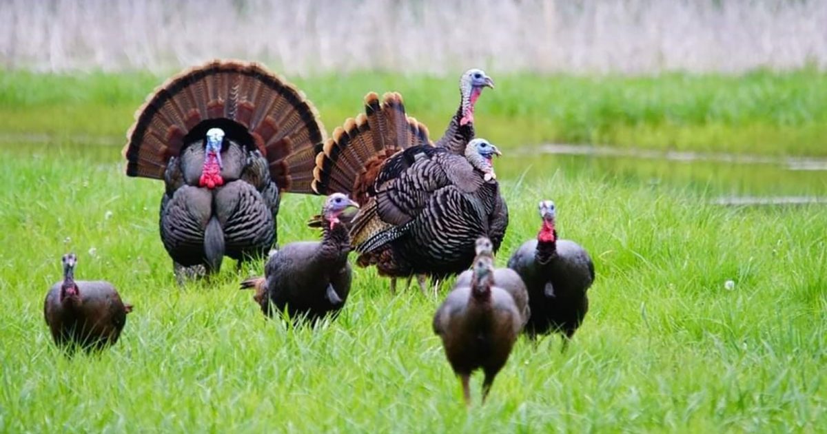Spring firearms turkey season continues; latest totals