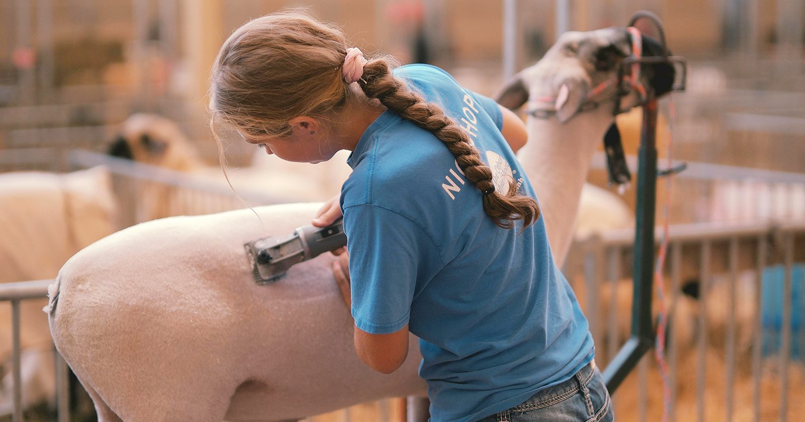 Texas County Livestock Fair set for July 7-11 - Houston Herald