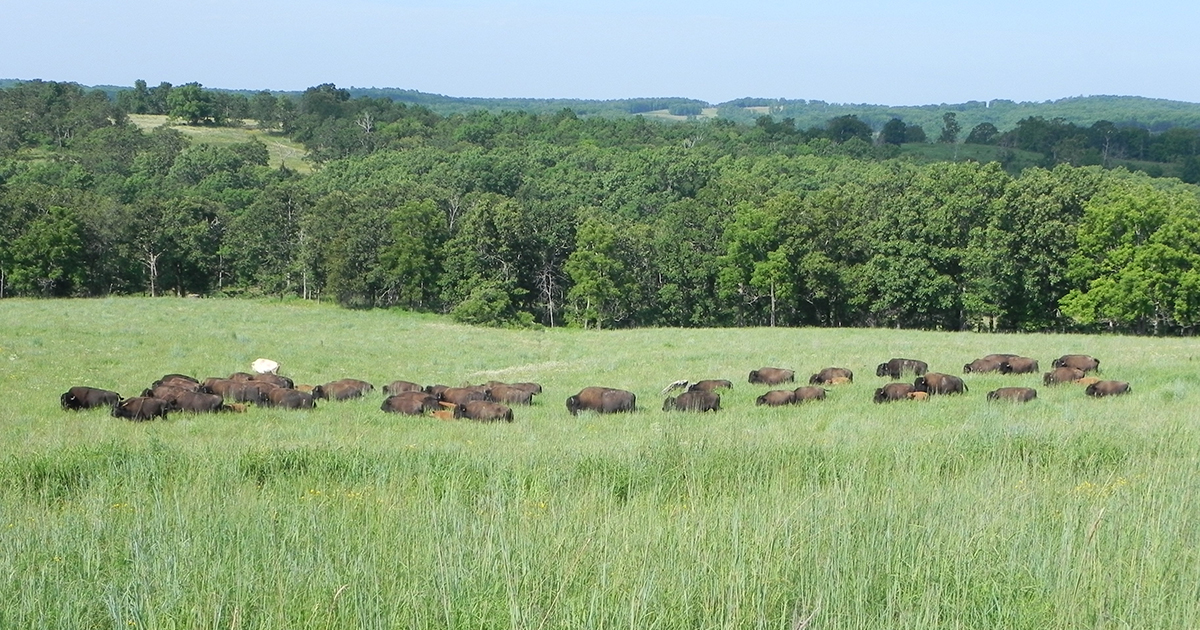 Spotlight on sorghum, bison and native plants